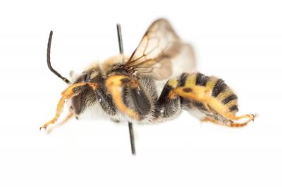  Trachusa interrupta (Fabricius, 1781)