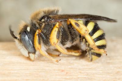  Trachusa interrupta (Fabricius, 1781)