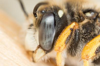  Trachusa interrupta (Fabricius, 1781)