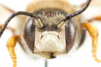  Trachusa interrupta (Fabricius, 1781)