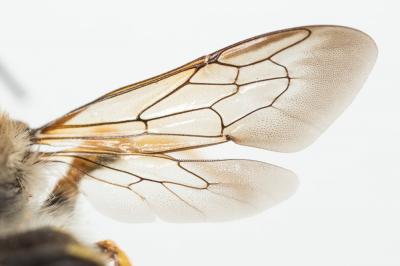  Trachusa interrupta (Fabricius, 1781)