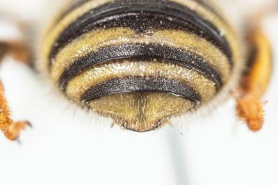  Trachusa interrupta (Fabricius, 1781)