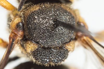  Stelis annulata (Lepeletier, 1841)