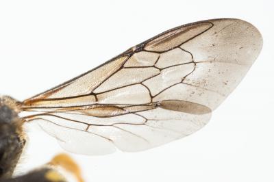  Stelis annulata (Lepeletier, 1841)