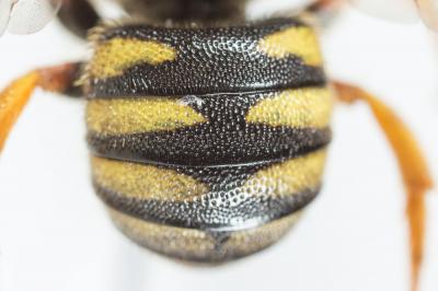  Stelis annulata (Lepeletier, 1841)