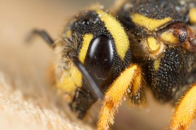  Stelis annulata (Lepeletier, 1841)