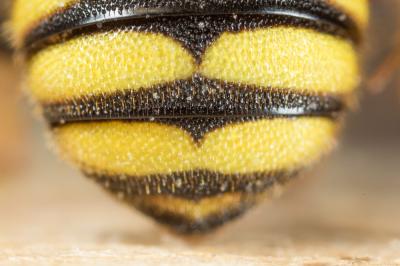  Stelis annulata (Lepeletier, 1841)