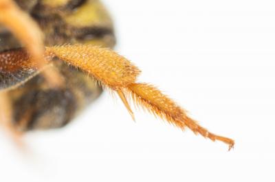  Stelis annulata (Lepeletier, 1841)