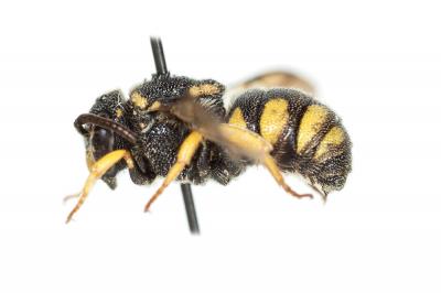  Stelis signata (Latreille, 1809)