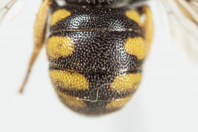  Stelis signata (Latreille, 1809)