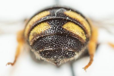  Stelis signata (Latreille, 1809)