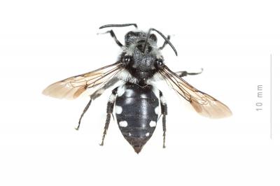 Mélècte égyptienne Melecta aegyptiaca Radoszkowski, 1876