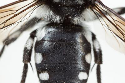 Mélècte égyptienne Melecta aegyptiaca Radoszkowski, 1876