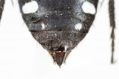 Mélècte égyptienne Melecta aegyptiaca Radoszkowski, 1876