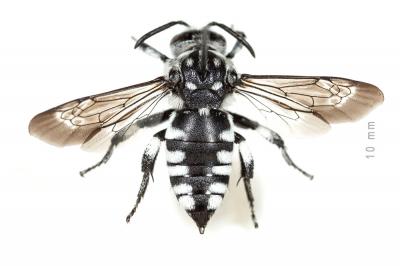 Crocise rameuse Thyreus ramosus (Lepeletier, 1841)