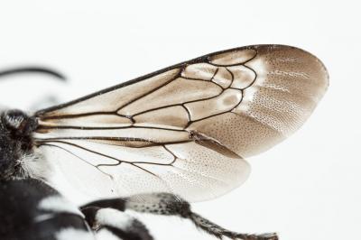 Crocise rameuse Thyreus ramosus (Lepeletier, 1841)