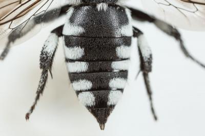 Crocise rameuse Thyreus ramosus (Lepeletier, 1841)