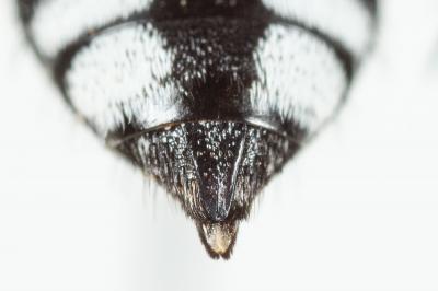 Crocise rameuse Thyreus ramosus (Lepeletier, 1841)