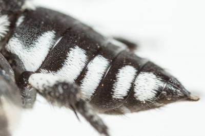 Crocise rameuse Thyreus ramosus (Lepeletier, 1841)