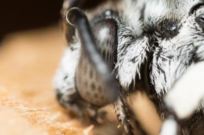 Crocise rameuse Thyreus ramosus (Lepeletier, 1841)
