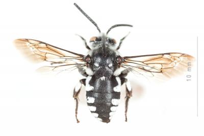 Crocise comédienne Thyreus histrionicus (Illiger, 1806)