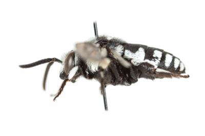 Crocise comédienne Thyreus histrionicus (Illiger, 1806)