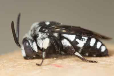Crocise comédienne Thyreus histrionicus (Illiger, 1806)