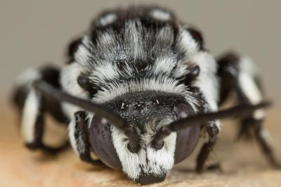 Crocise comédienne Thyreus histrionicus (Illiger, 1806)