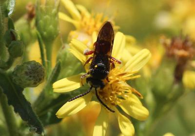  Sphecodes Latreille, 1804