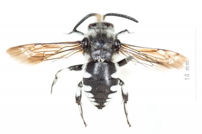 Crocise hérissée Thyreus hirtus (de Beaumont, 1940)