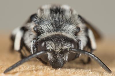 Crocise hérissée Thyreus hirtus (de Beaumont, 1940)