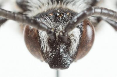 Crocise hérissée Thyreus hirtus (de Beaumont, 1940)
