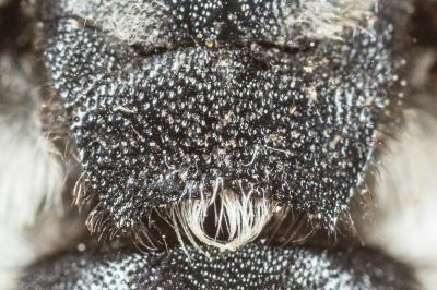 Crocise hérissée Thyreus hirtus (de Beaumont, 1940)