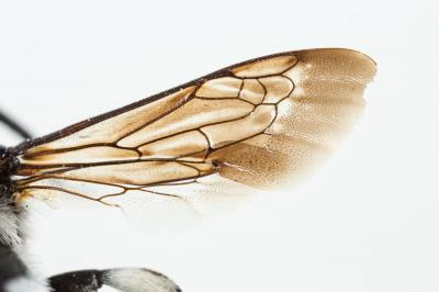 Crocise hérissée Thyreus hirtus (de Beaumont, 1940)