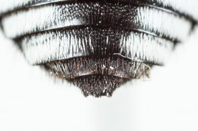 Crocise hérissée Thyreus hirtus (de Beaumont, 1940)