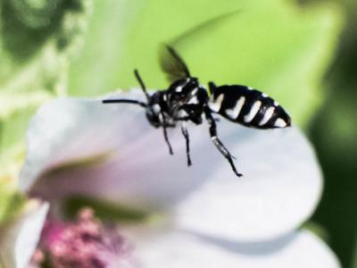  Triepeolus tristis (Smith, 1854)