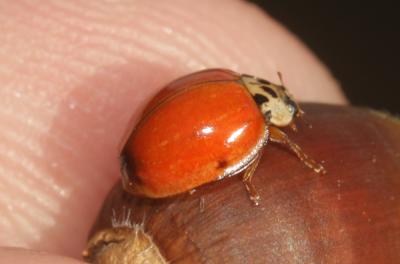 Coccinelle à dix points Adalia decempunctata (Linnaeus, 1758)