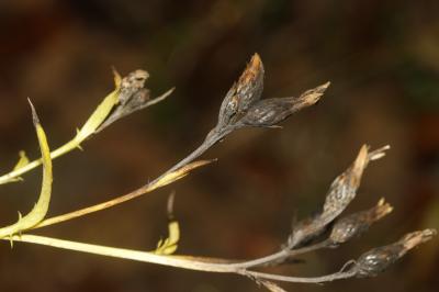 Serratule des teinturiers, Sarrette Serratula tinctoria L., 1753