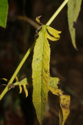Serratule des teinturiers, Sarrette Serratula tinctoria L., 1753