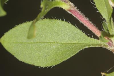Saponaire faux-basilic Saponaria ocymoides L., 1753