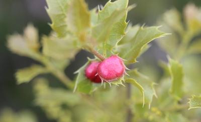  Plagiotrochus quercusilicis (Fabricius, 1798)