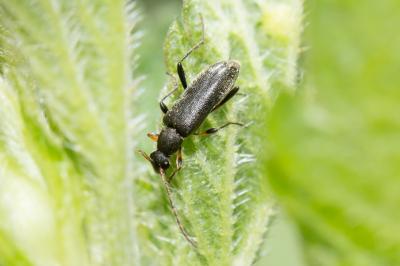  Grammoptera ruficornis (Fabricius, 1781)
