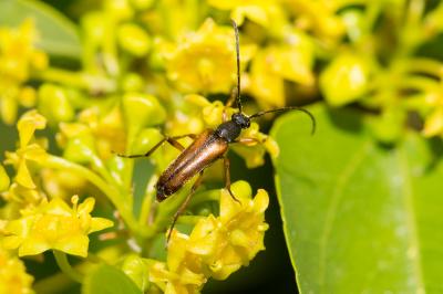  Alosterna tabacicolor (De Geer, 1775)