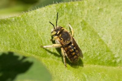  Anthidium loti Perris, 1852