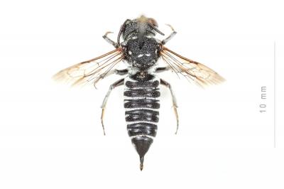  Coelioxys argentea Lepeletier, 1841