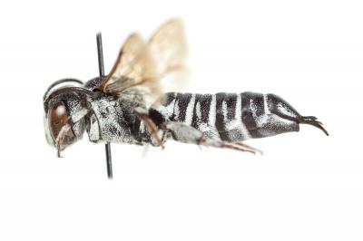  Coelioxys argentea Lepeletier, 1841