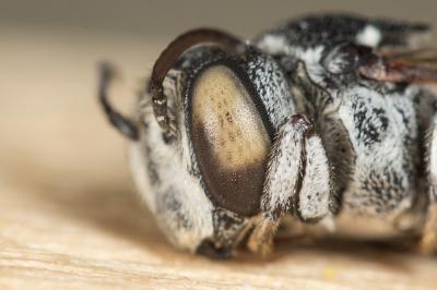  Coelioxys argentea Lepeletier, 1841