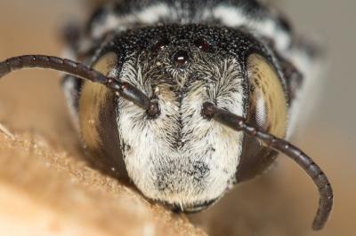  Coelioxys argentea Lepeletier, 1841