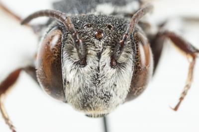 Coelioxys argentea Lepeletier, 1841