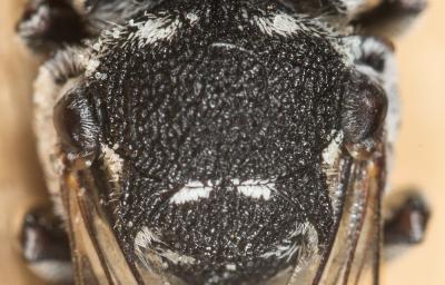  Coelioxys argentea Lepeletier, 1841